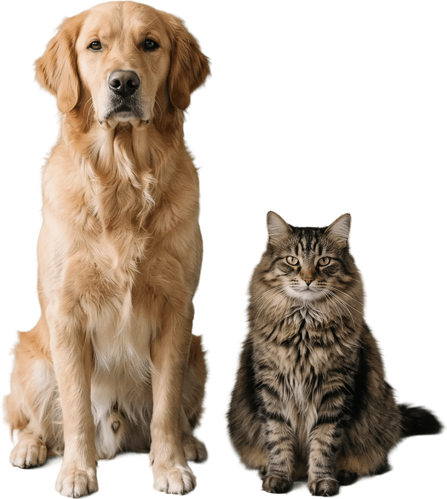 A golden retriever and a long-haired tabby cat sitting side by side