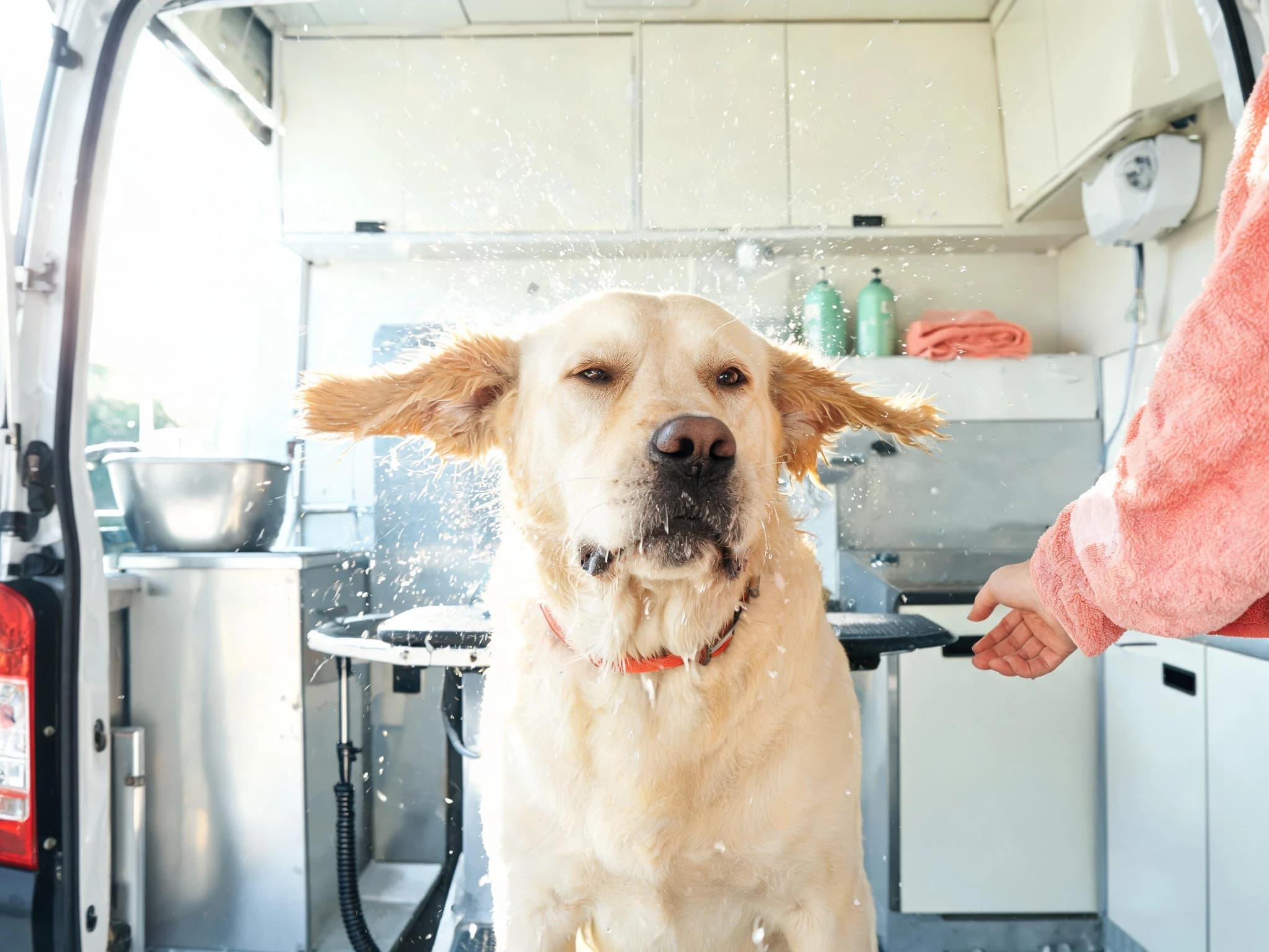 A cream Labrador shaking itself dry inside the De Pet Valley mobile grooming van, ears flying out sideways and water droplets spraying through the sunlit air. A groomer in a coral fleece reaches in from the right, with the stainless bath, grooming table and shampoo bottles behind.